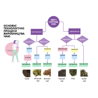 Процеси виробництва чаю